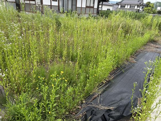 除草・防草シート施工（庄原市）