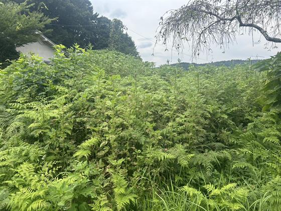 草刈り（機械作業）（庄原市）