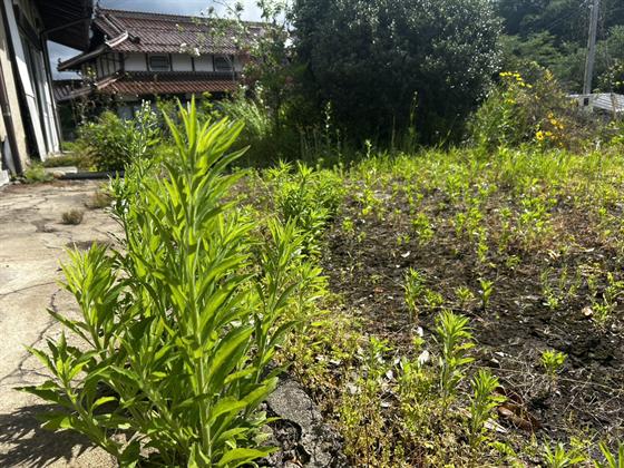 草刈り（機械と手作業）（庄原市）