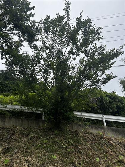 伐採作業（庄原市）