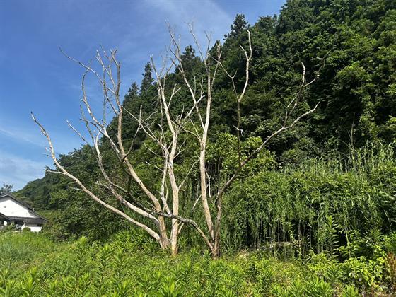 伐採作業（庄原市）