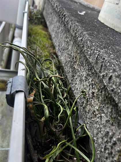 雨樋掃除（庄原市）